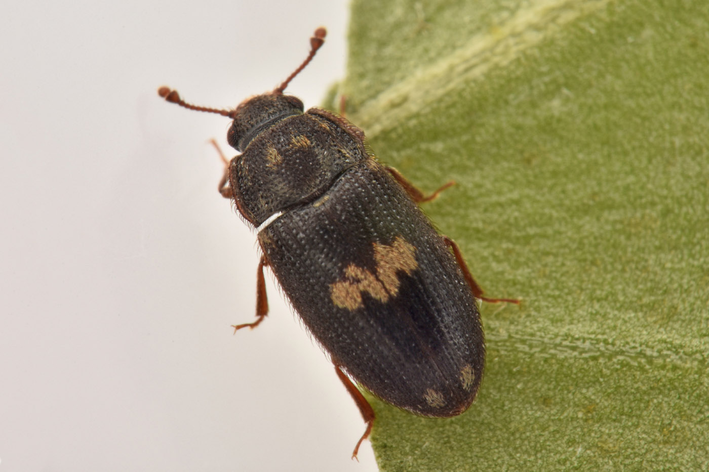 Biphyllidae: Biphyllus lunatus? S.